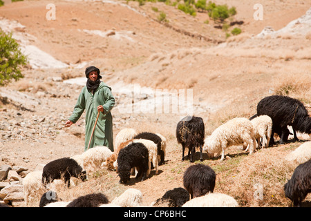 A shepherd with his sheep and goats in the Anti Atlas mountains of ...