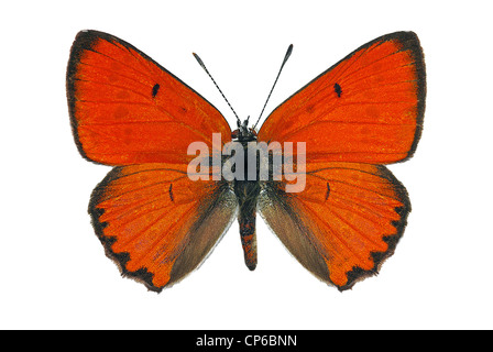 Male of Large Copper (Lycaena dispar), endangered butterfly protected in Europe Stock Photo