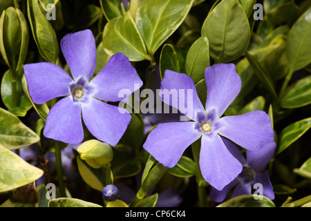 Greater Periwinkle - Vinca major - flowering in a garden in Berkshire, England Stock Photo