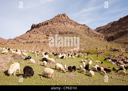 A shepherd with his sheep and goats in the Anti Atlas mountains of ...