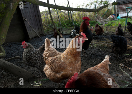 Chickens in their pen looking curious Stock Photo