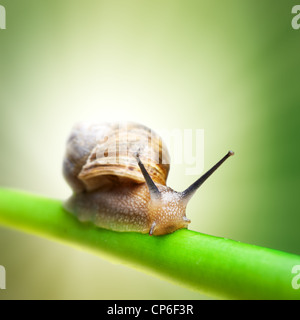 Snail crawling on green stem