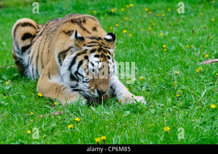 A tiger eating its dinner. Taken at Longleat Safari Park. Stock Photo