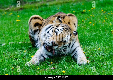 A tiger eating its dinner. Taken at Longleat Safari Park. Stock Photo