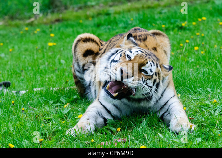 A tiger eating its dinner. Taken at Longleat Safari Park. Stock Photo