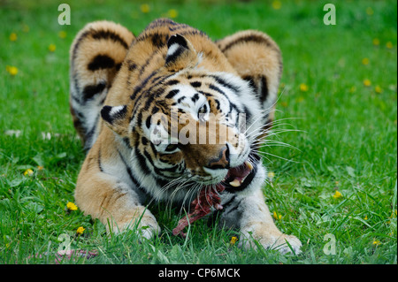 A tiger eating its dinner. Taken at Longleat Safari Park. Stock Photo