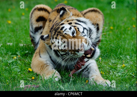 A tiger eating its dinner. Taken at Longleat Safari Park. Stock Photo