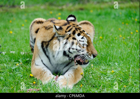 A tiger eating its dinner. Taken at Longleat Safari Park. Stock Photo