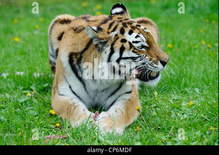 A tiger eating its dinner. Taken at Longleat Safari Park. Stock Photo