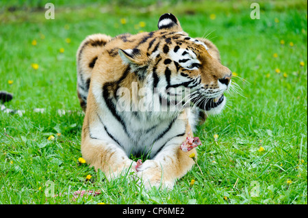 A tiger eating its dinner. Taken at Longleat Safari Park. Stock Photo