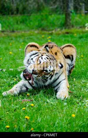 A tiger eating its dinner. Taken at Longleat Safari Park. Stock Photo