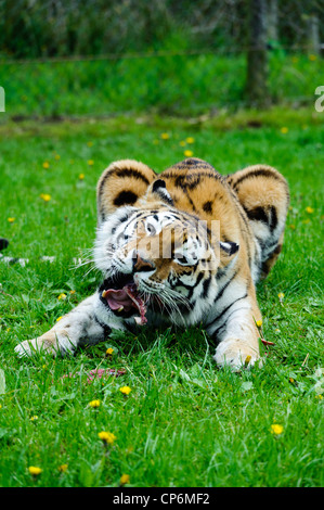 A tiger eating its dinner. Taken at Longleat Safari Park. Stock Photo