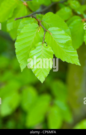 beech leaves in springtime Stock Photo
