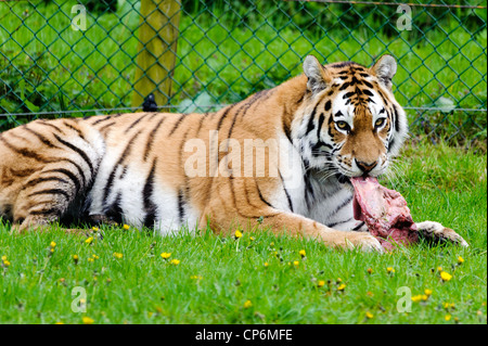 A tiger eating its dinner. Taken at Longleat Safari Park. Stock Photo