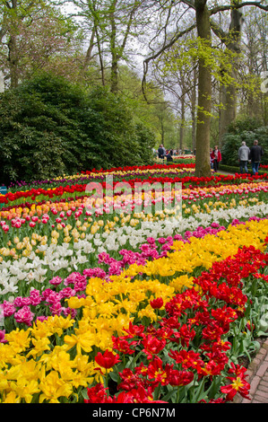 Special Red And White Tulips In A Dutch Tulipfield Stock Photo Alamy