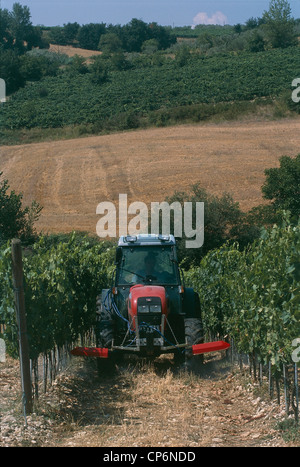 Tuscany - Chianti - Around Tavarnelle Val di Pesa (FI), the tractor in the vineyard Stock Photo