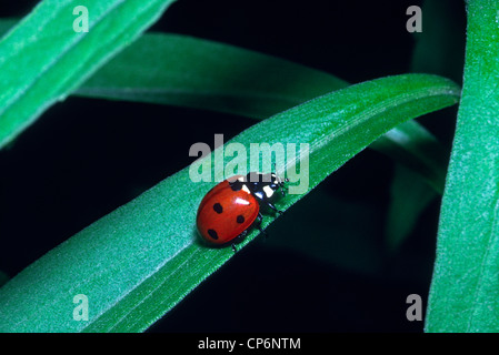 A nine- spotted Ladybird Beetle (Coccinella novemnotata) clings to ...