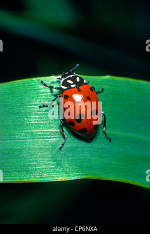 Convergent Ladybug Beetle (Hippodamia convergens) clings to green grass, San Fernando Valley, Southern California USA. Stock Photo