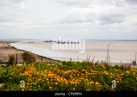 Wildflowers growing in Benicia California at the Benicia Bridge vista point with incredible views of the San Francisco Bay Stock Photo