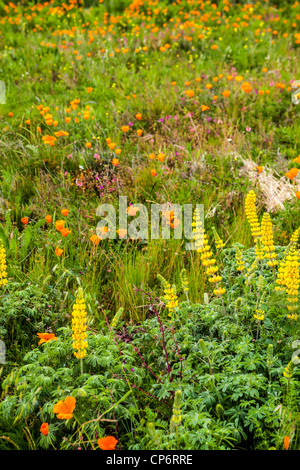 Wildflowers growing in Benicia California at the Benicia Bridge vista point with incredible views of the San Francisco Bay Stock Photo