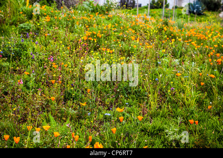 Wildflowers growing in Benicia California at the Benicia Bridge vista point with incredible views of the San Francisco Bay Stock Photo