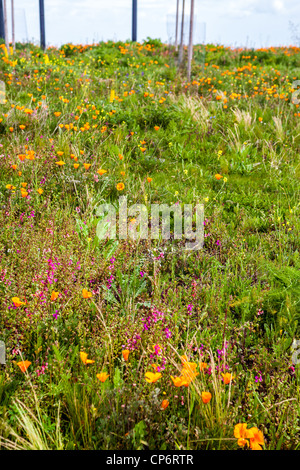 Wildflowers growing in Benicia California at the Benicia Bridge vista point with incredible views of the San Francisco Bay Stock Photo