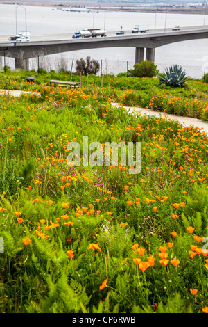 Wildflowers growing at the Benicia Bridge vista point with views of San Francisco Bay, Suisun Bay and Mount Diablo Stock Photo