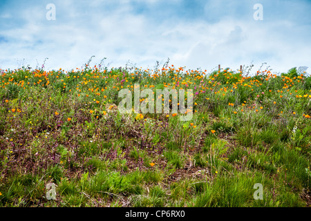 Wildflowers growing in Benicia California at the Benicia Bridge vista point with incredible views of the San Francisco Bay Stock Photo