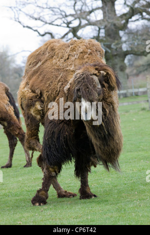 Two-humped camel in a paddock  Camelus Dromedary Stock Photo