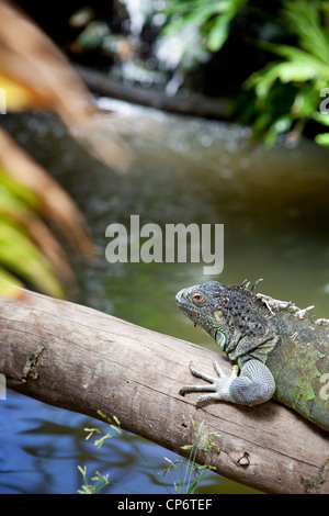 Green iguana lizard with spines along the ridge of his back climbing ...