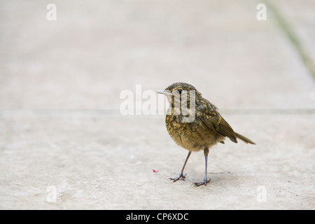 Fledged juvenile Robin on a garden path. UK Stock Photo