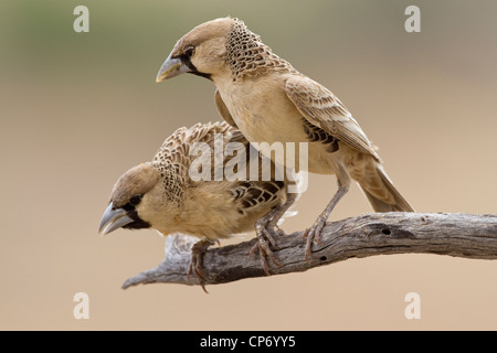 Two sociable weaver birds on a branch one peering downwards Stock Photo