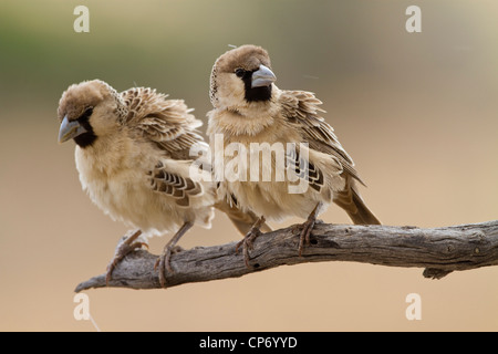 Two sociable weaver birds on a branch Stock Photo