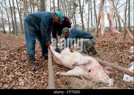 Hog butchering process Stock Photo