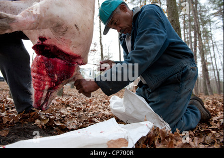 Man in the process of butchering a pig Stock Photo