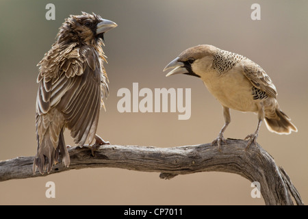Two sociable weaver birds on a branch one seemingly being shouted at by the other Stock Photo