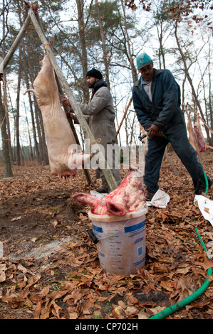Hog butchering process Stock Photo