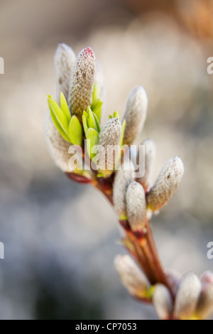 Willow Catkins in spring. Salix undensis 'sekka' is a deciduous shrub. Stock Photo