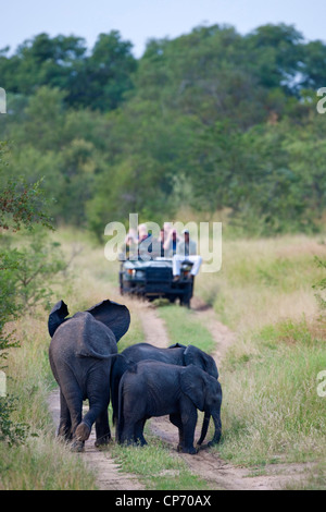 Tourists on an open game drive vehicle watch a herd of elephants Stock Photo