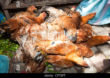 Chickens on a market stall in Marrakech, Morocco, North Africa.