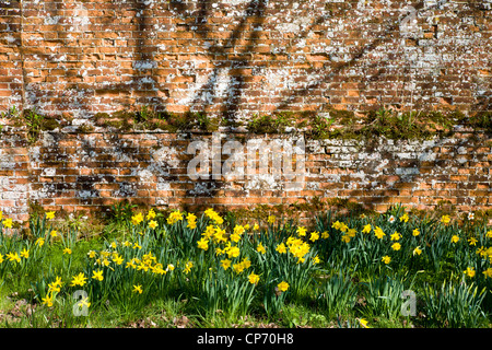Daffodils in front of old red brick wall with tree shadows. Stock Photo