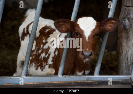 Ayrshire cows in stalls on a dairy farm Stock Photo