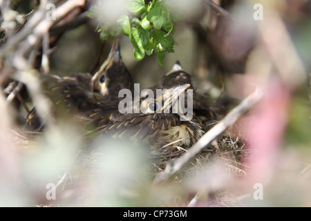 Song thrush (Turdus philomelos) fledglings Stock Photo