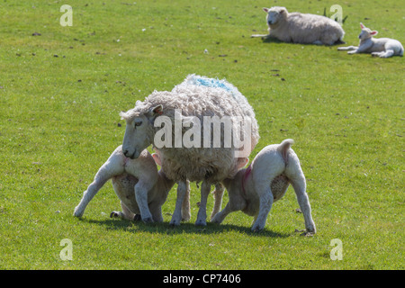 Twin lambs feeding from their mother on Romney Marsh, Near Rye, East Sussex. Stock Photo