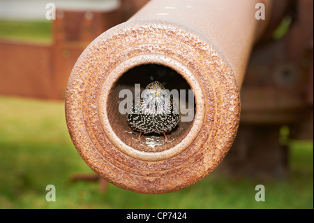 Sparrow sitting in the barrel of cannon Stock Photo