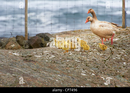 Geese and 4 day old gooslings walking on rock Stock Photo