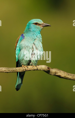 European Roller (Coracias garrulus) perched on a tree branch and set against a green background Stock Photo