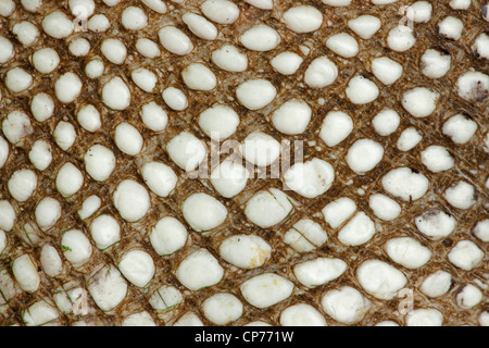 American Alligator, Alligator mississippienensis, detail of ventral scales, Louisiana Stock Photo