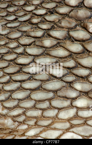 American Alligator, Alligator mississippienensis, detail of ventral scales, Louisiana Stock Photo