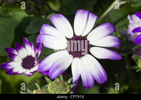 Close up of 'Senetti' flower Pericallis hybrids Stock Photo